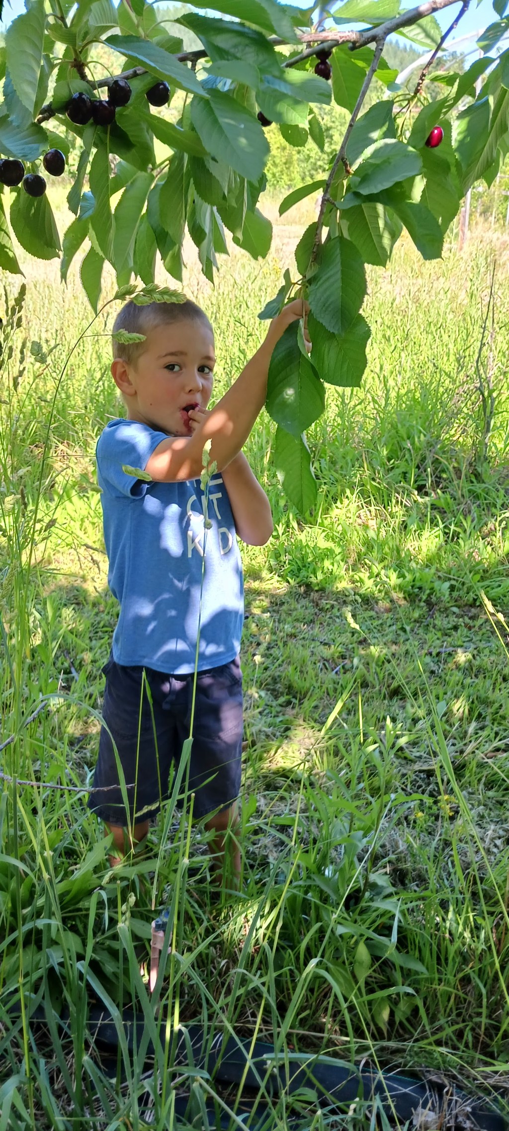 An Oregon Orchard